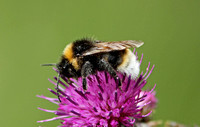 Bombus (Psithyrus) vestalis (Vestal Cuckoo Bee)