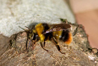 Bombus (Pyrobombus) pratorum (Early Bumble Bee)