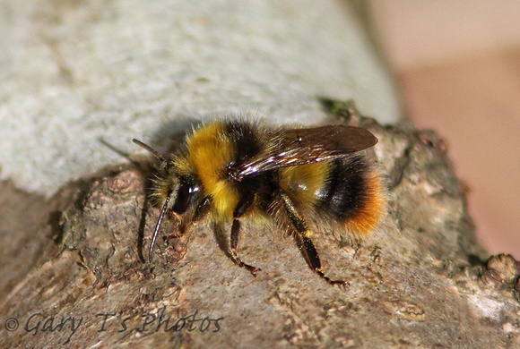 Early Bumblebee (Bombus (Pyrobombus) pratorum - Male)