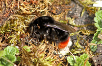 Red-tailed bumblebee (Bombus lapidaries - Female)