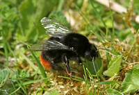 Bombus lapidarius (Red-tailed bumblebee)