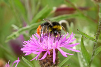 Red-tailed bumblebee (Bombus lapidaries - Male)