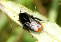 Red-tailed bumblebee (Bombus lapidaries - Female)