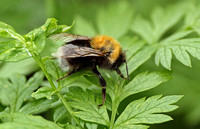 Tree Bumblebee (Bombus hypnorum)