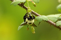 Common Eastern Bumble Bee (Bombus impatiens)