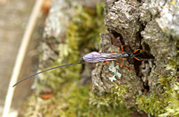 Buathra laborator (False Slip Wasp)
