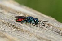 Chrysis ignita (Ruby-tailed Wasp)