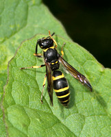 Eumenid Wasp sp.