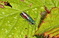 Ruby-tailed Wasp (Chrysis ignita)