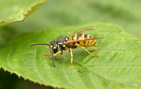 Vespula vulgaris (Common Wasp)