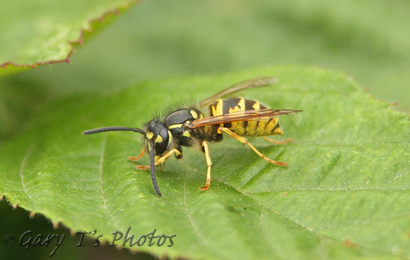 Common Wasp (Vespula vulgaris)