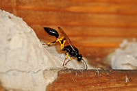 Sceliphron caementarium (Black & Yellow Mud Dauber Wasp)