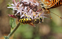Stictiellina sp. (Sand Wasp)