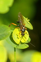 Diphyus quadripunctorius (Parasitic Wasp)