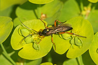Diphyus quadripunctorius (Parasitic Wasp)