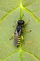 Ectemnius cavifrons (Solitary Wasp)