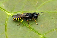 Ectemnius cavifrons (Solitary Wasp)