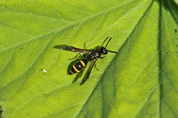 Willow Mason-wasp (Symmorphus bifasciatus)