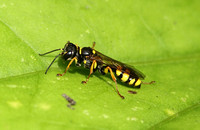 Mellinus arvensis (Field Digger Wasp)