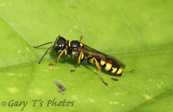 Field Digger Wasp (Mellinus arvensis)