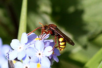 Cuckoo Bee (Nomada flava)