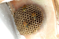 Polistes gallicus (European Paper Wasp)