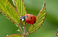 7-spot Ladybird (Coccinella septempunctata)