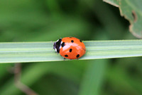 7-spot Ladybird (Coccinella septempunctata)