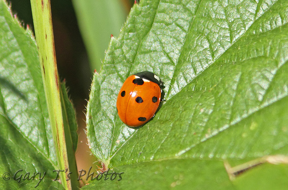 7-spot Ladybird (Coccinella septempunctata)