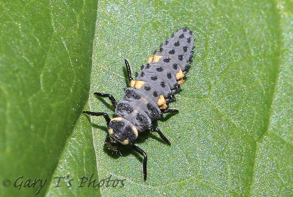 7-spot Ladybird (Coccinella septempunctata - Larvae)