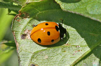 7-spot Ladybird (Coccinella septempunctata)