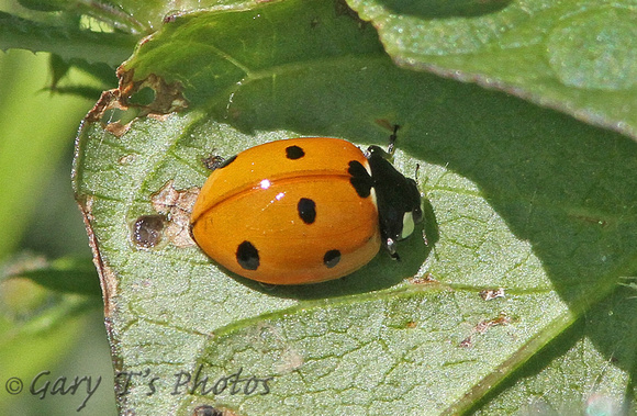 7-spot Ladybird (Coccinella septempunctata)