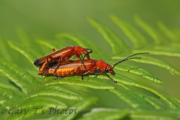 Common Red Soldier Beetle (Rhagonycha fulva)