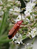 Common Red Soldier Beetle (Rhagonycha fulva)