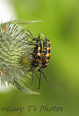 Four-banded Longhorn Beetle (Leptura quadrifasciata)