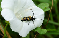 Four-banded Longhorn Beetle (Leptura quadrifasciata)