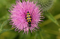 Four-banded Longhorn Beetle (Leptura quadrifasciata)