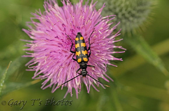 Four-banded Longhorn Beetle (Leptura quadrifasciata)