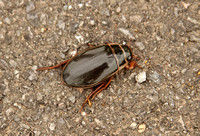 Great Diving Beetle (Dytiscus marginalia - Male)