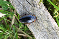 Great Diving Beetle (Dytiscus marginalia - Male)