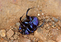 Dor Beetle (Geotrupes stercorarius)