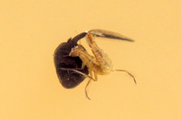 Great Diving Beetle (Dytiscus marginalia - Larvae)