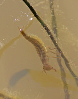 Great Diving Beetle (Dytiscus marginalia - Larvae)