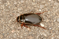 Great Diving Beetle (Dytiscus marginalia - Male)