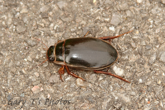 Great Diving Beetle (Dytiscus marginalia - Male)