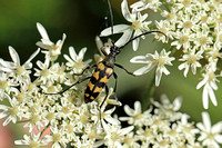 Four-banded Longhorn Beetle (Leptura quadrifasciata)