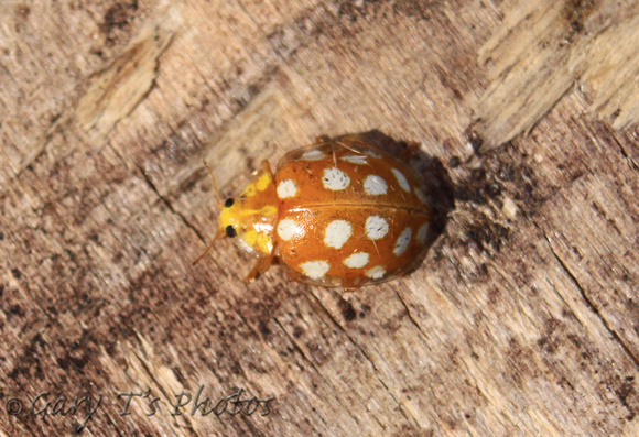 Orange 16-spot Ladybird