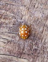 Orange 16-spot Ladybird