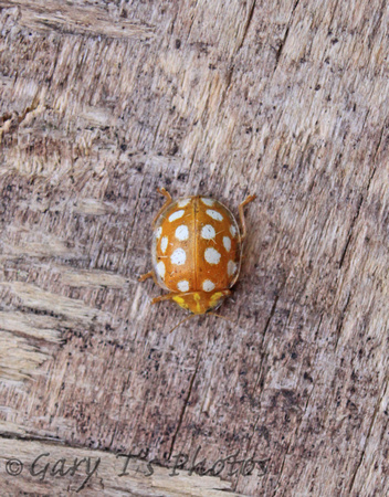 Orange 16-spot Ladybird