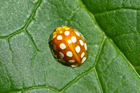 Orange Ladybird (Halyzia sedecimguttata)